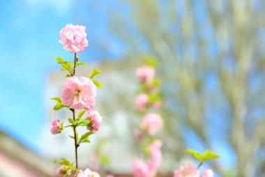 Güneşli güzel çiçek açması ağacının dalını