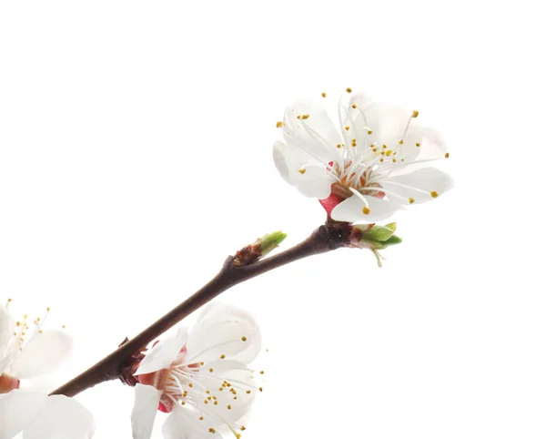 Branch Beautiful Blossoming Flowers White Background — Stock Photo, Image