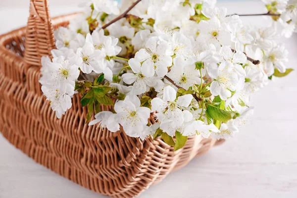 Wicker Basket Blossoming Branches Table — Stock Photo, Image