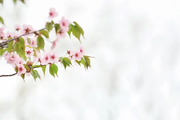 Beautiful Blossoming Tree Branches Outdoors — Stock Photo, Image