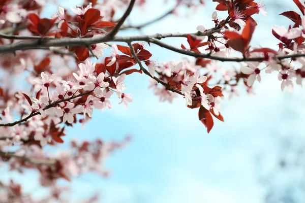 Beautiful Blossoming Branches Outdoors — Stock Photo, Image