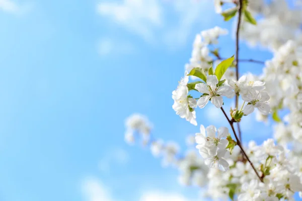 Hermosas Ramas Árboles Flor Contra Cielo Azul —  Fotos de Stock