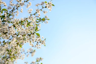 Gökyüzü arka plan üzerinde güzel çiçek açması ağaç