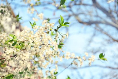 Gökyüzü arka plan üzerinde güzel çiçek açması ağaç