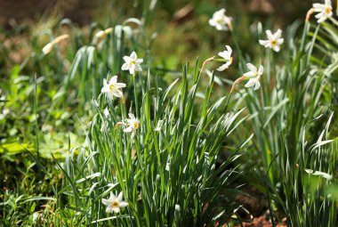 Arka plan bulanık üzerinde güzel çiçek açması narcissuses