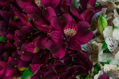 Güzel alstroemeria çiçekler, portre