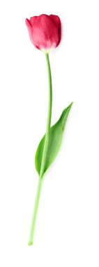 Beyaz arka planda güzel lale