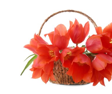 Hasır sepet beyaz arka plan üzerinde güzel lale ile