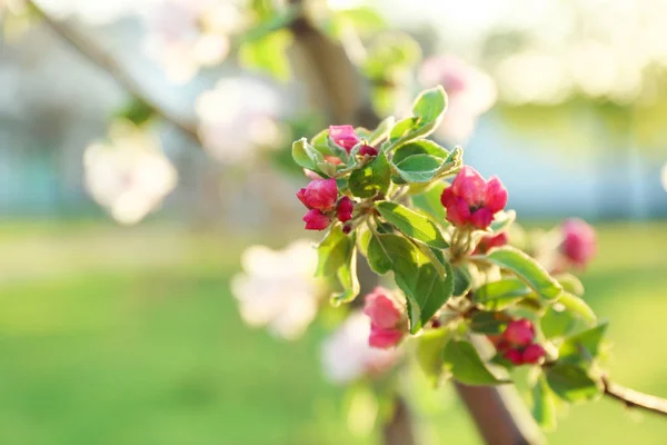 Beautiful Blossoming Tree Outdoors Closeup — Stock Photo, Image