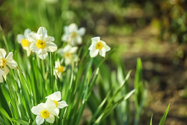 Όμορφα Ανθισμένα Narcissuses Εξωτερικούς Χώρους — Φωτογραφία Αρχείου