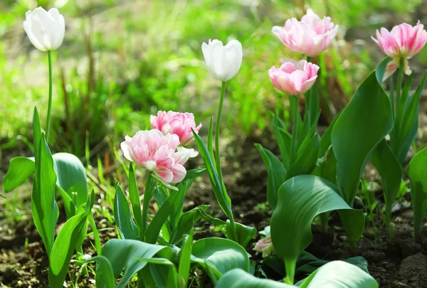 Beautiful Blossoming Tulips Outdoors — Stock Photo, Image