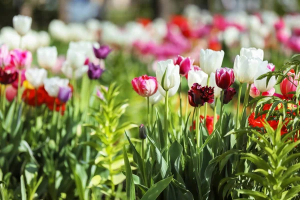 Beautiful Blossoming Tulips Outdoors — Stock Photo, Image