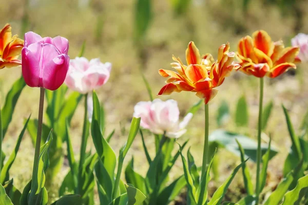 Beautiful Blossoming Tulips Outdoors — Stock Photo, Image