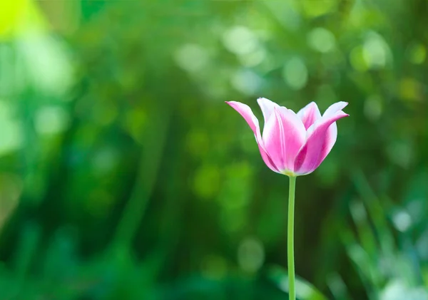 Hermoso Tulipán Floreciente Aire Libre —  Fotos de Stock