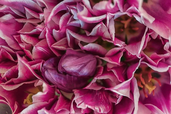 Bouquet Beautiful Tulips Closeup — Stock Photo, Image