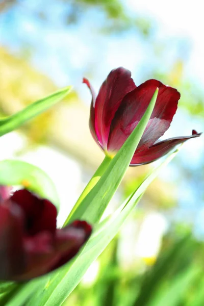 Прекрасный Цветущий Тюльпан Солнечный Весенний День Открытом Воздухе — стоковое фото