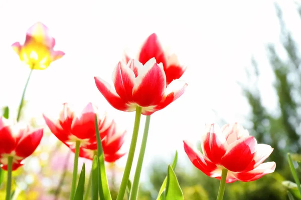 Beautiful Blossoming Tulips Sunny Spring Day Outdoors — Stock Photo, Image