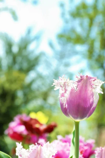 Beautiful Blossoming Tulip Sunny Spring Day Outdoors — Stock Photo, Image