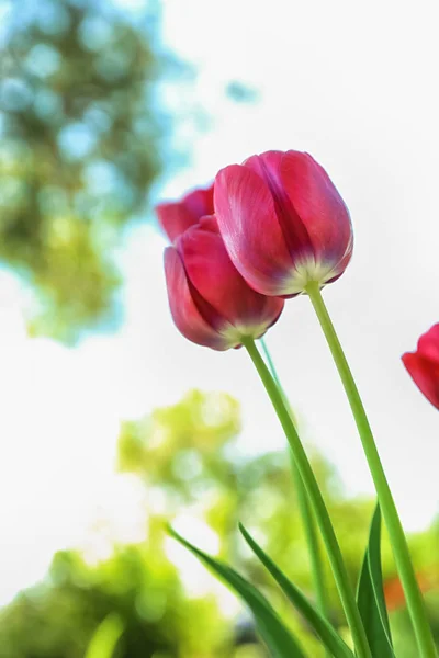 Прекрасные Цветущие Тюльпаны Весенний День Открытом Воздухе — стоковое фото