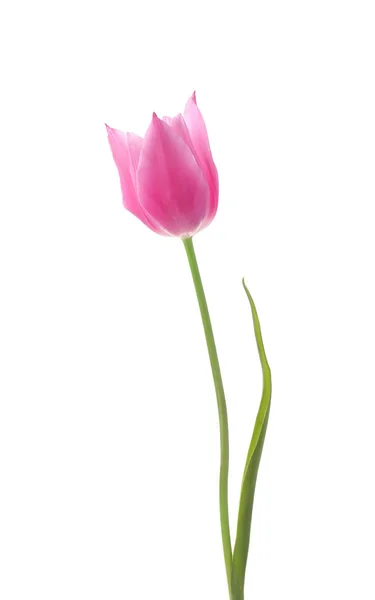 Beautiful Tulip White Background — Stock Photo, Image