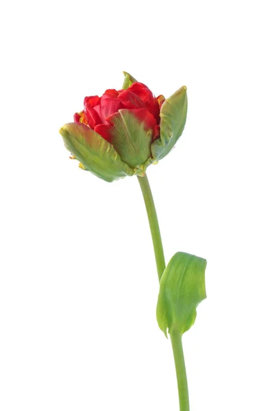 Beautiful Tulip White Background — Stock Photo, Image