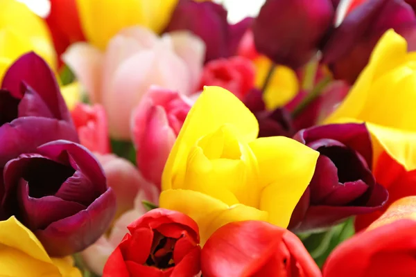 Beautiful Color Tulips Closeup — Stock Photo, Image