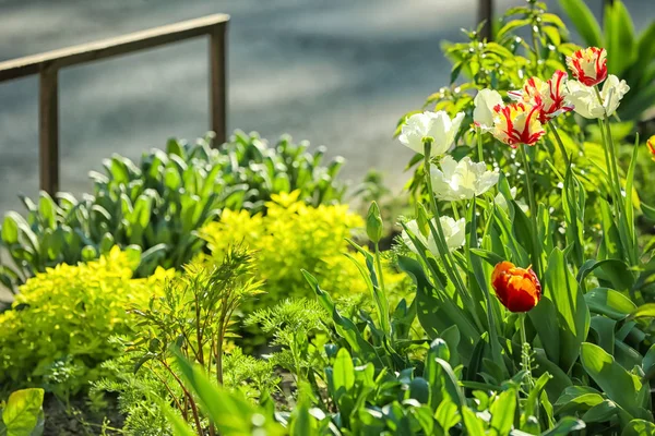 Hermosos Tulipanes Florecientes Soleado Día Primavera Aire Libre — Foto de Stock