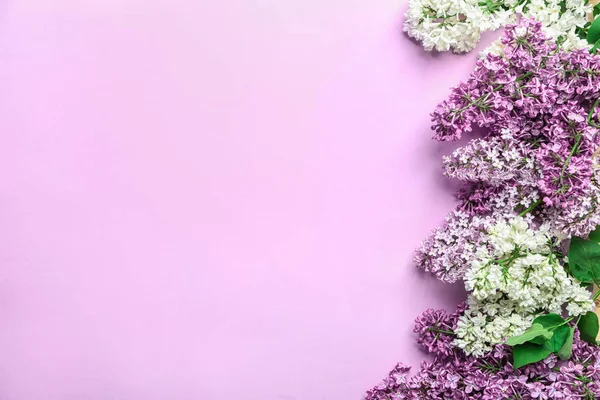 Beautiful Blossoming Lilac Color Background — Stock Photo, Image
