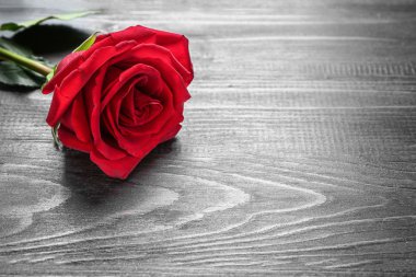Tahta arka planda güzel kırmızı bir gül