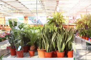 Bitki sera içinde bolluk