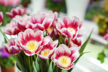 Güzel laleler, closeup buket