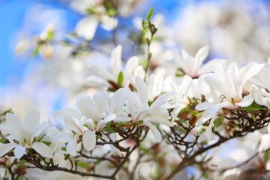 Açık havada çiçek açan güzel ağaç dalları