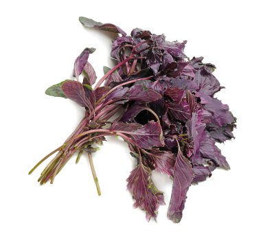 Beyaz arkaplanda taze fesleğen