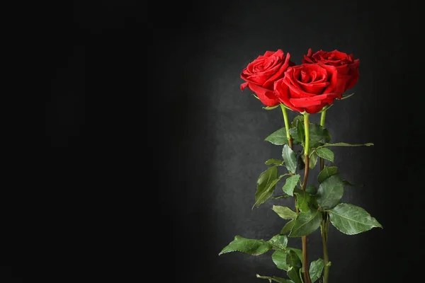 Hermosas Rosas Rojas Sobre Fondo Oscuro —  Fotos de Stock