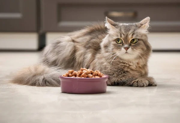 Cute cat near bowl with food at home