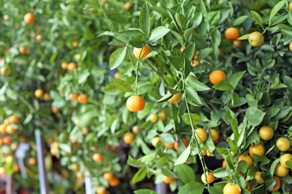 Reife Orangen Mandarinen Auf Bäumen — Stockfoto