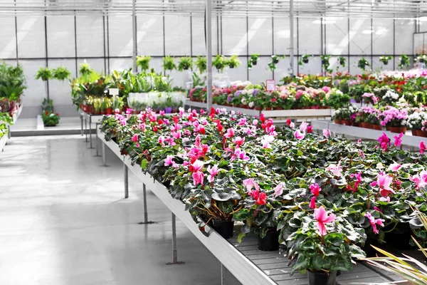 Abundance Plants Colorful Flowers Greenhouse — Stock Photo, Image