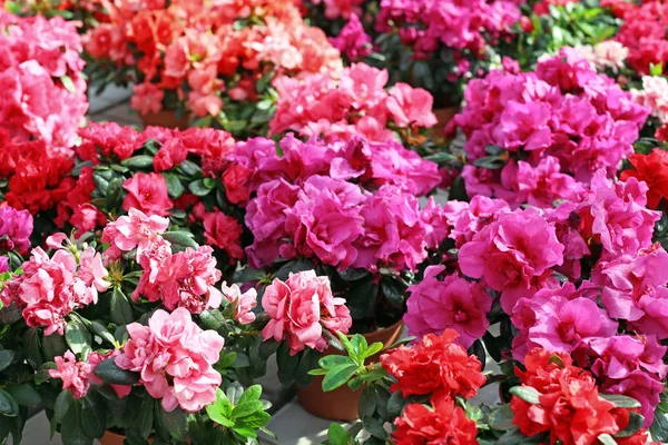 Belles Plantes Asalée Dans Magasin Fleurs — Photo