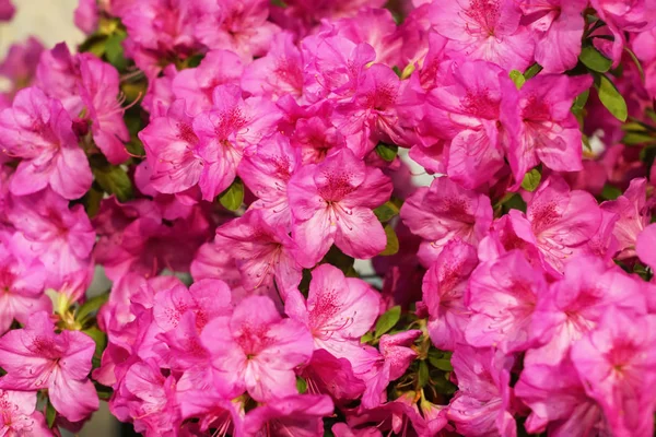 Schöne Rosa Azalee Nahaufnahme — Stockfoto