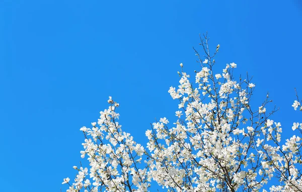 Krásné Kvetoucí Strom Pozadí Oblohy — Stock fotografie