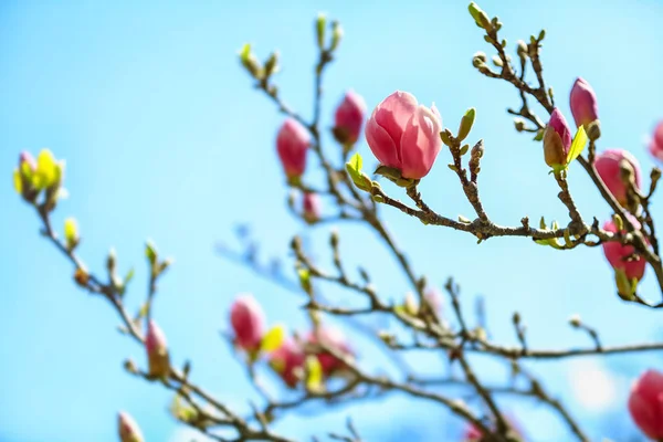 Beautiful Blossoming Tree Branches Sky Background — Stock Photo, Image