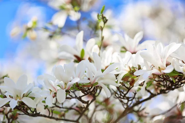 Красиві Гілки Квітучого Дерева Відкритому Повітрі — стокове фото