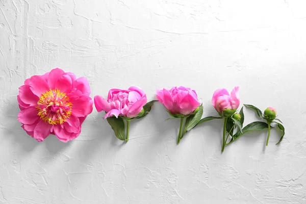 Composition Beautiful Peony Flowers Light Background — Stock Photo, Image