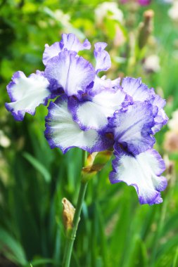 Açık havada bahar gününde güzel çiçek açması süsen