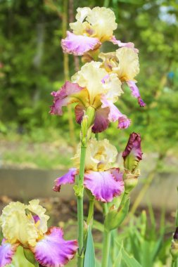 Açık havada bahar gününde güzel çiçek açması süsen