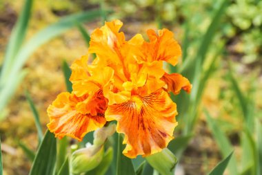 Açık havada bahar gününde güzel çiçek açması Iris