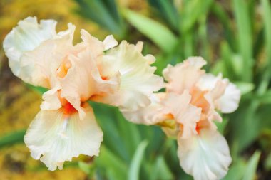 Açık havada bahar gününde güzel çiçek açması süsen