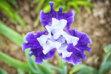 Açık havada bahar gününde güzel çiçek açması Iris