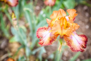 Açık havada bahar gününde güzel çiçek açması Iris