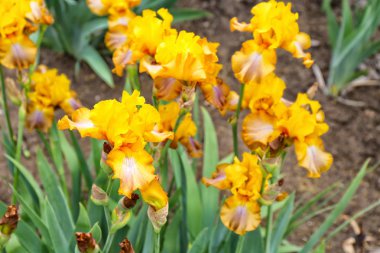 Açık havada bahar gününde güzel çiçek açması süsen